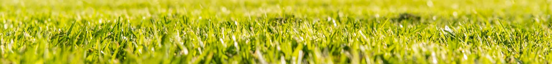 lush, green lawn
