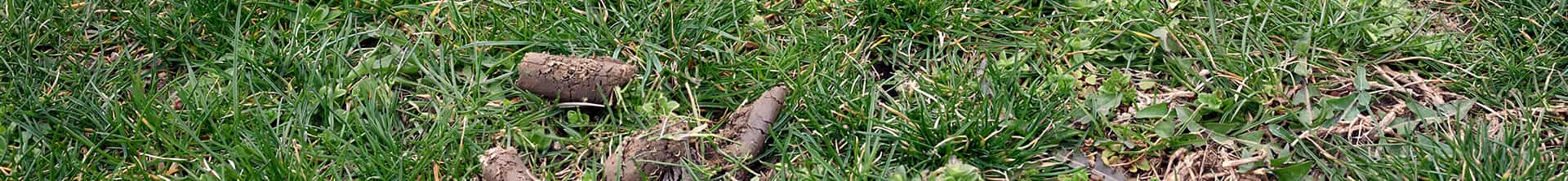 aeration cores on lawn