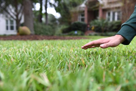hand over lawn checking height